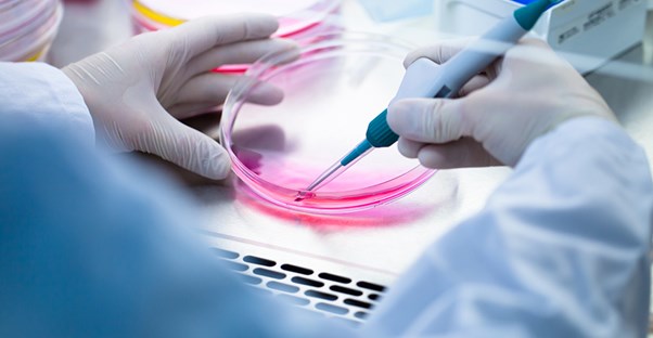 A scientist studies stem cells