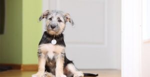 Dog sitting on the floor