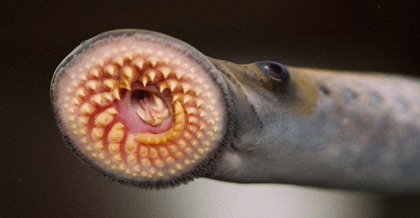 sea lamprey
