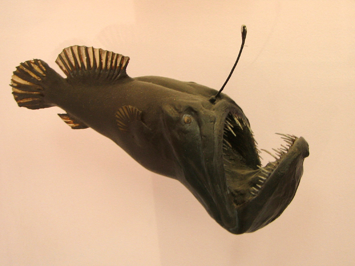 Anglerfish