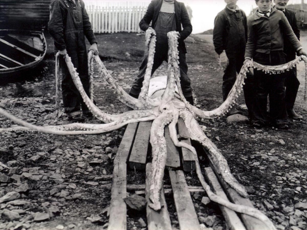 Giant Squid
