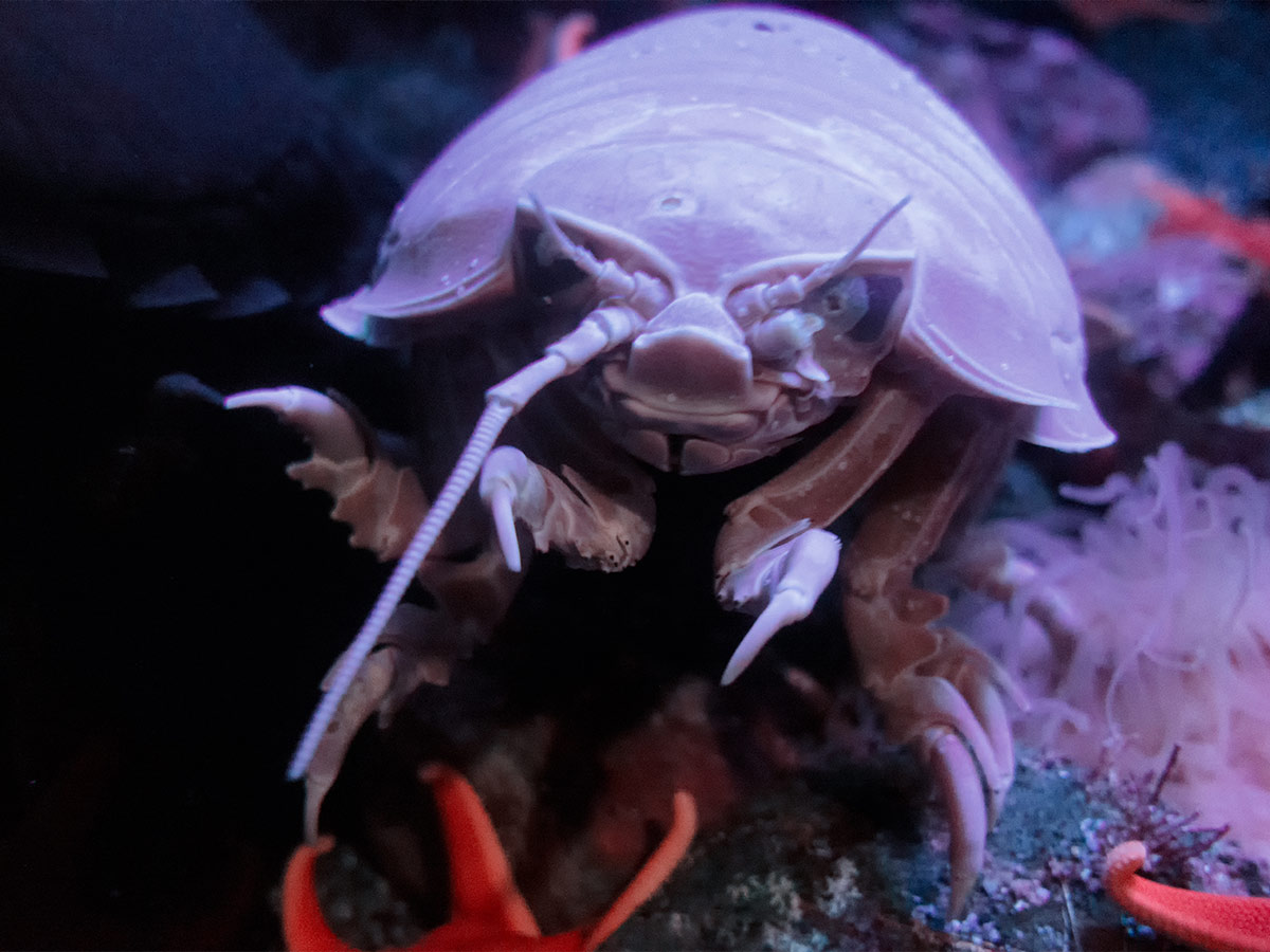 Giant Isopod