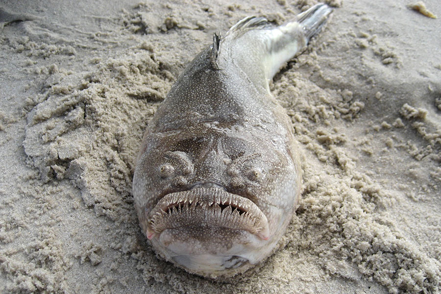 Northern Stargazer