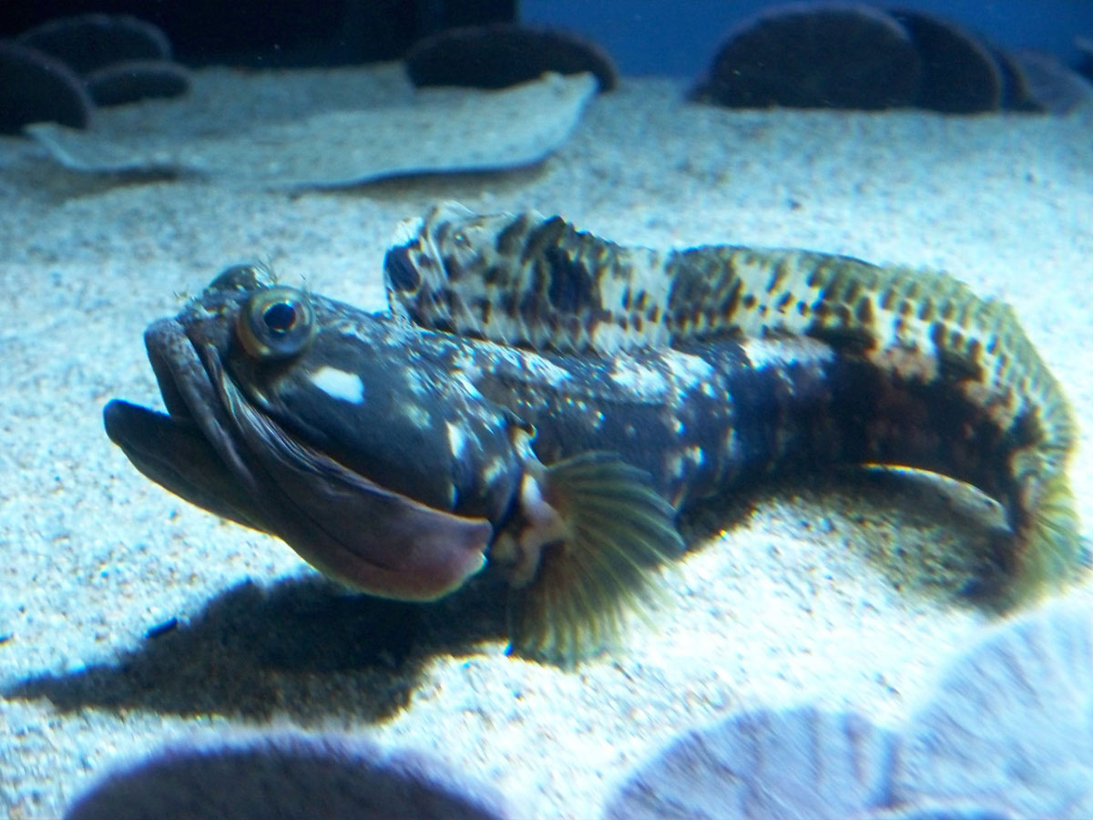 Sarcastic Fringehead