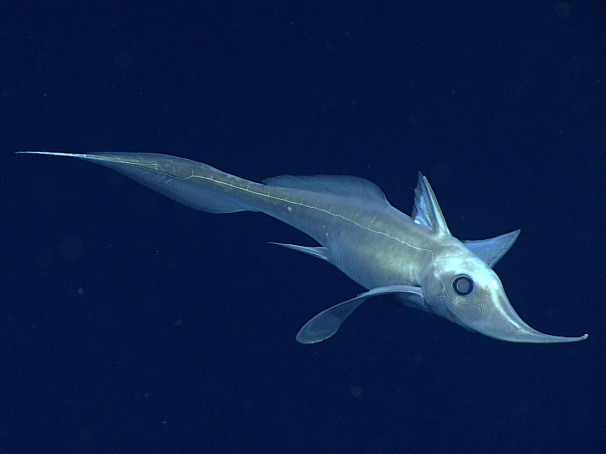 Chimaera