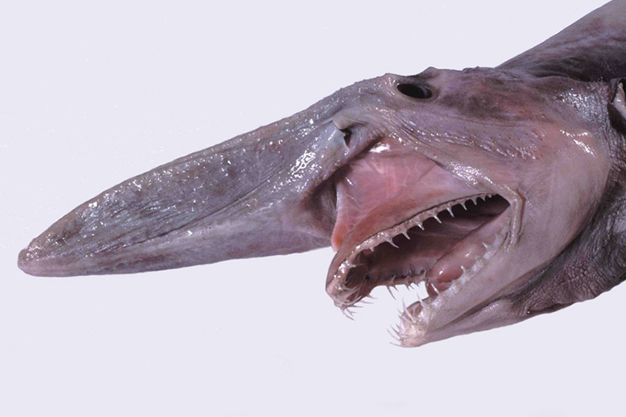 Goblin Shark