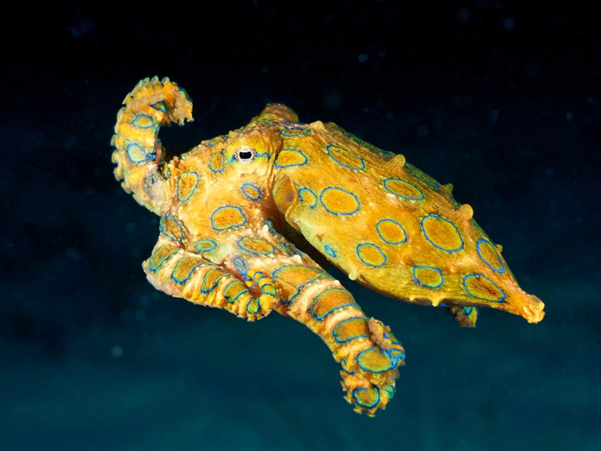 Blue-Ringed Octopus