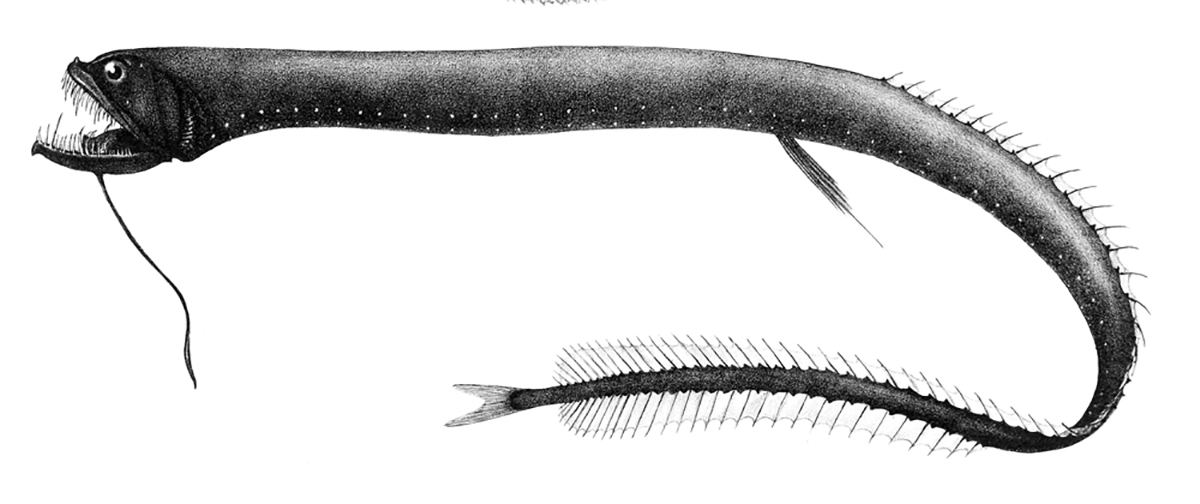 Black Dragonfish