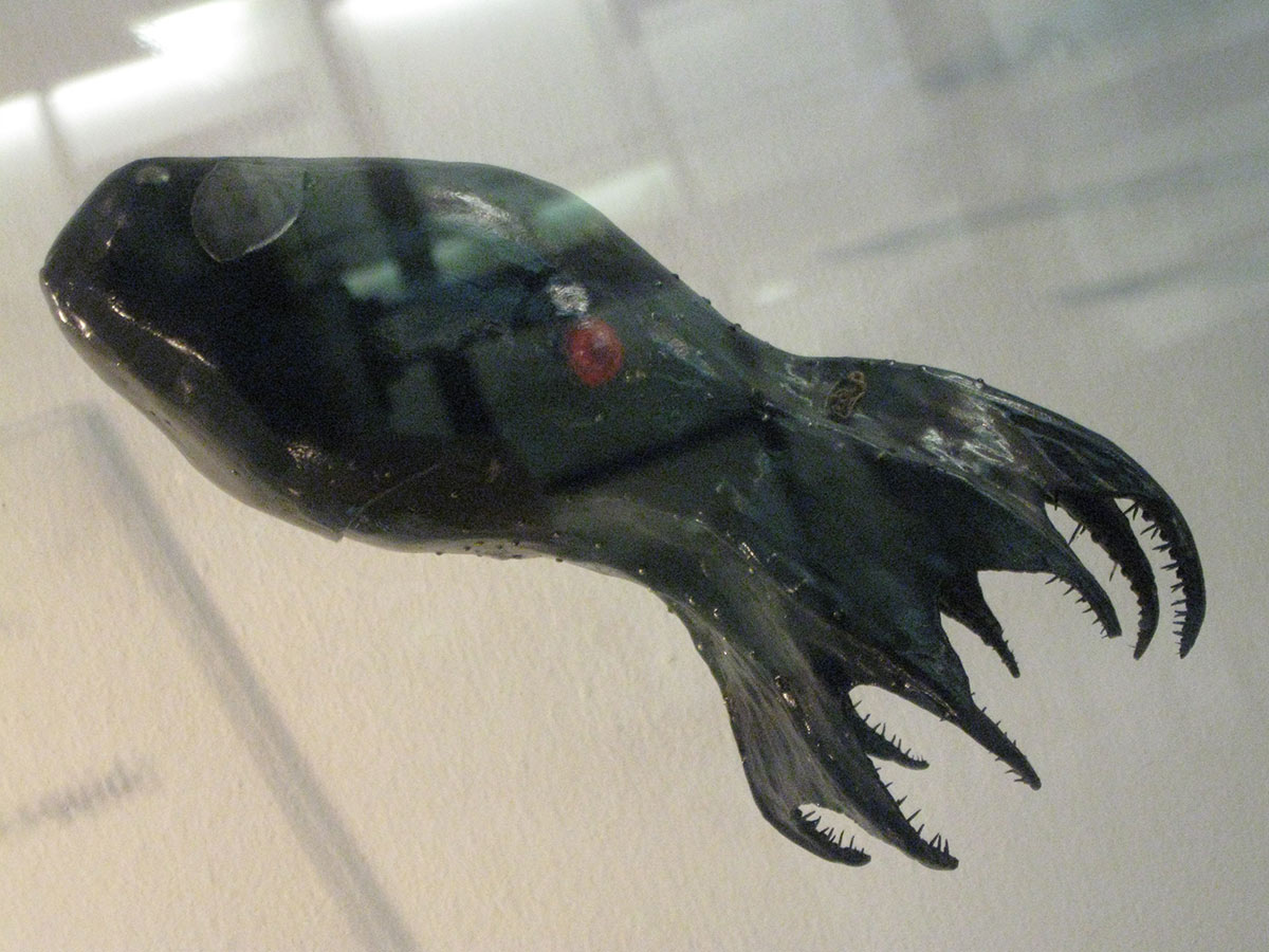 Vampire Squid