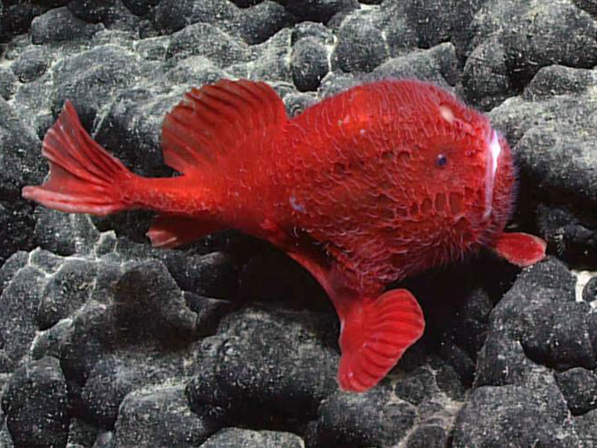 Coffinfish