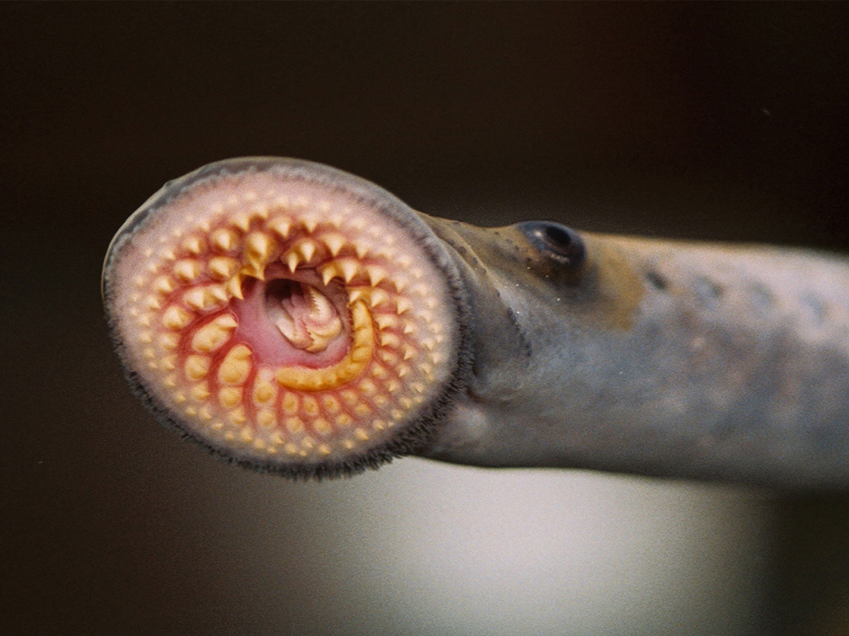 Sea Lamprey