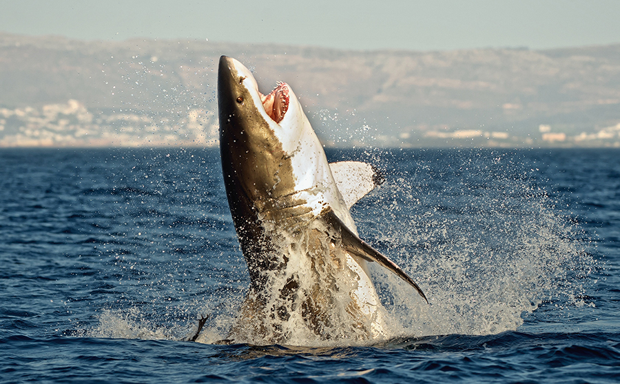 5. Feed Them to the Sharks