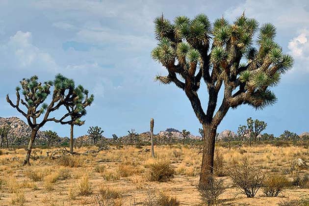 Joshua Tree National Park