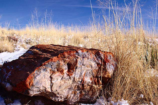 Petrified Forest National Park