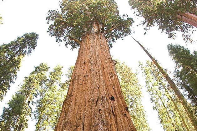 Sequoia National Park