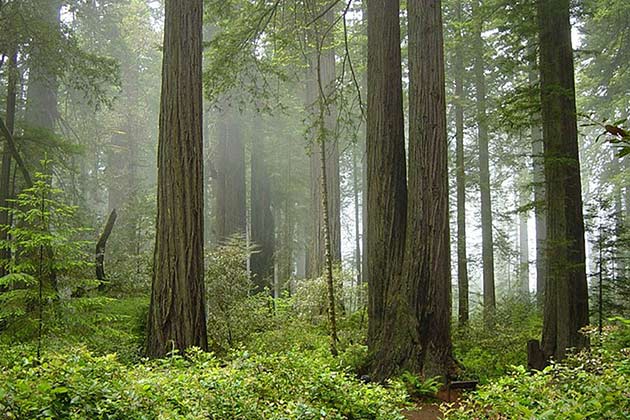 Redwood National and State Parks