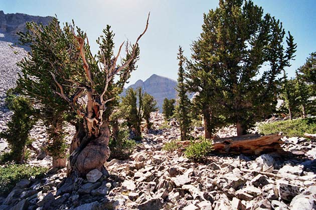 Great Basin National Park