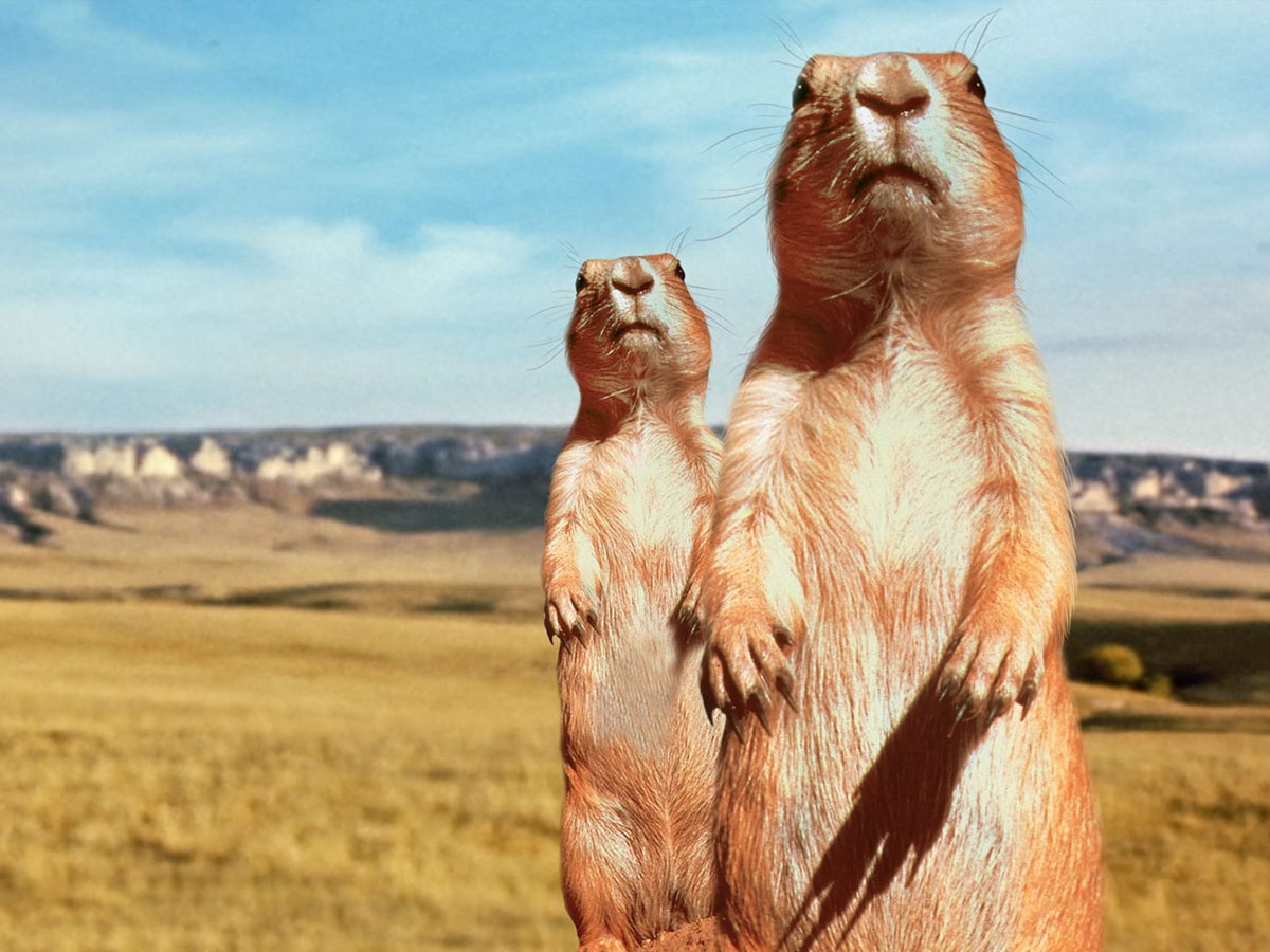 The Vanishing Prairie