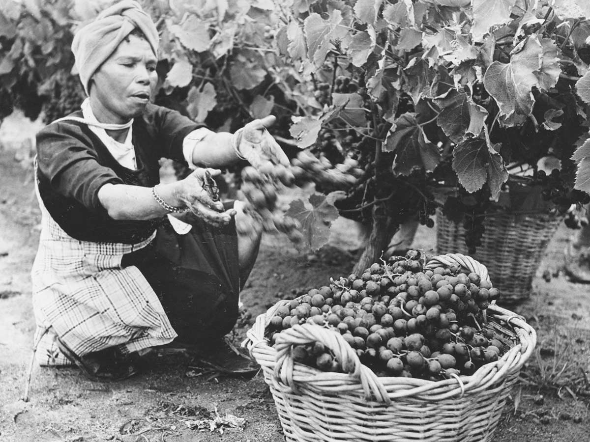 2lbs of Grapes