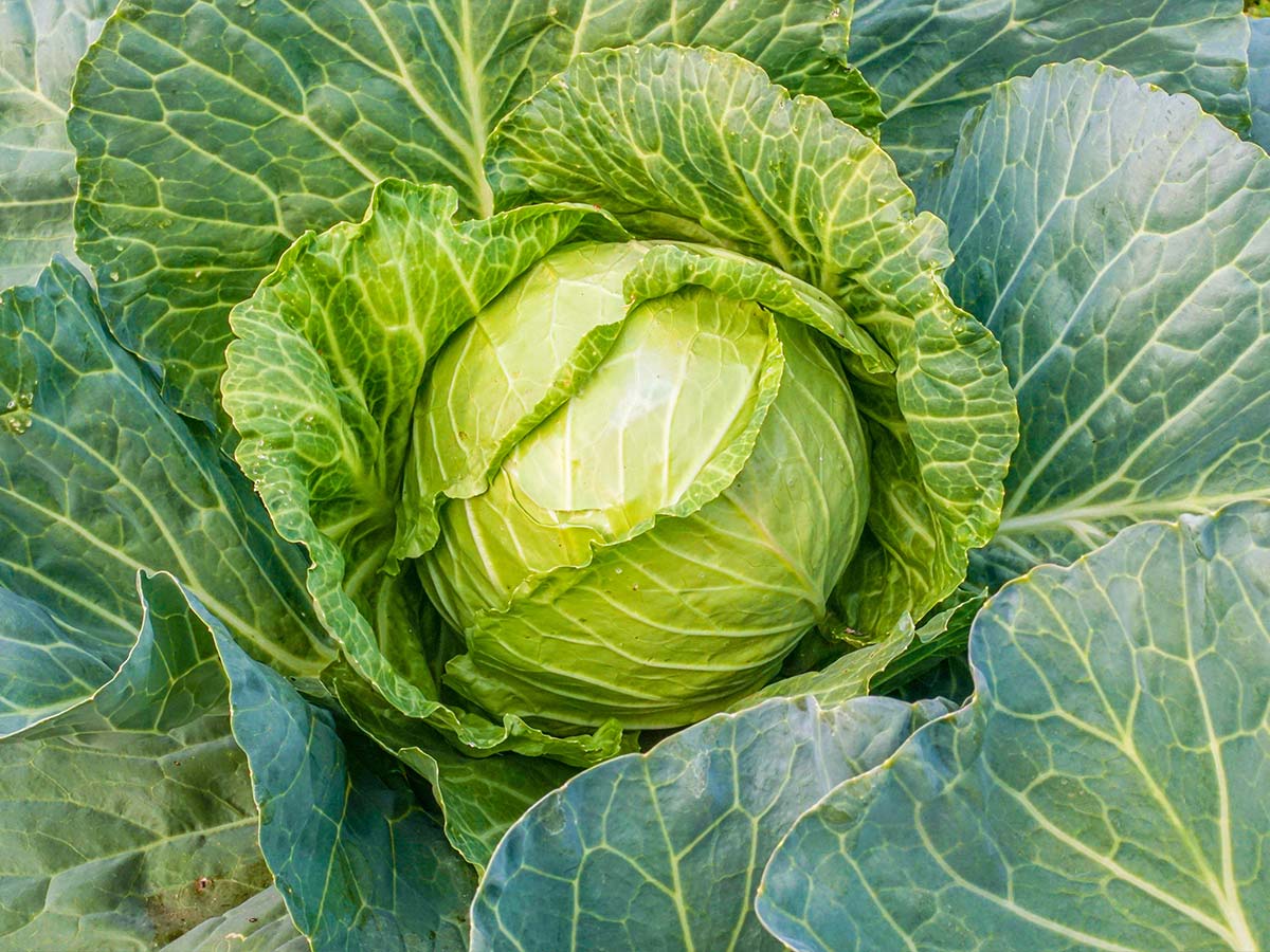 Four Pounds of Cabbage