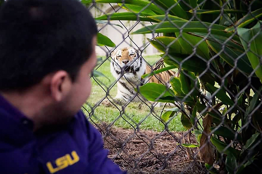 4. See LSU’s Mike the Tiger