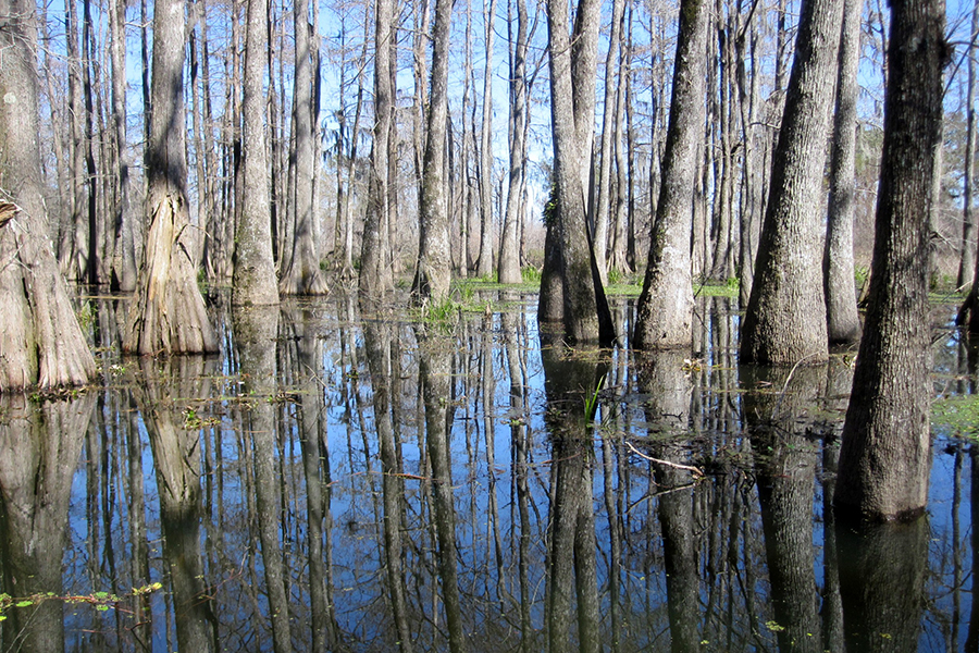 5. Lake Martin