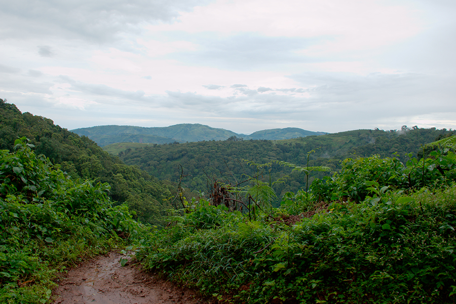 10. Bwindi Impenetrable Forest