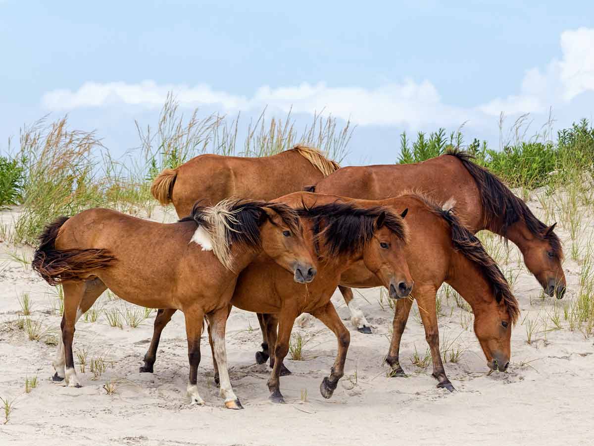 3. Assateague Island Wild Horses