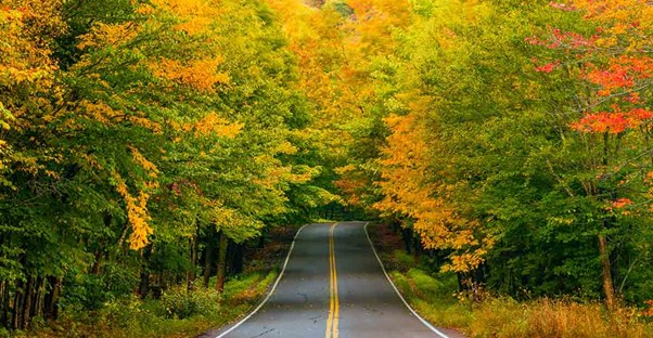 Green Mountain National Forest turns a beautiful shade of yellow in Autumn.