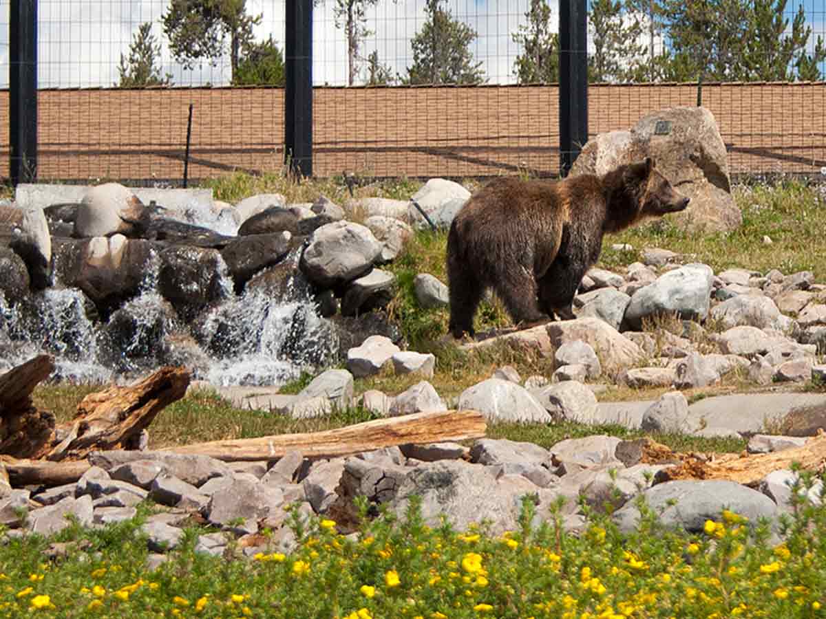 3. Grizzly & Wolf Discovery Center
