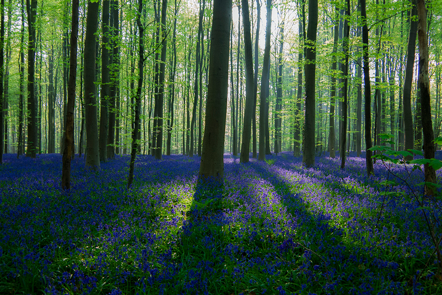 Hallerbos, Belgium