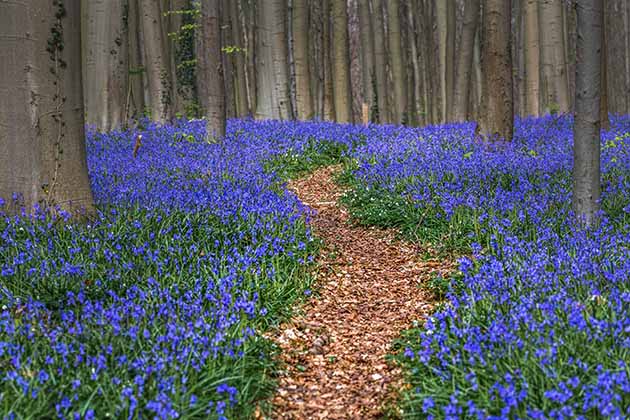 Hallerbos, Belgium