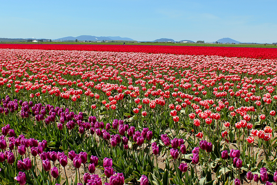The Tulip Fields of the Netherlands