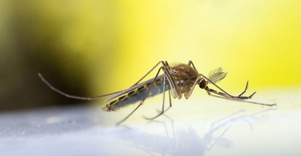 A mosquito lands on a glass tabletop.