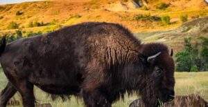 Buffalo roam the North Dakota countryside.