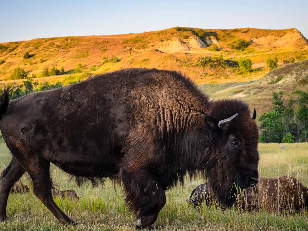2. Theodore Roosevelt National Park