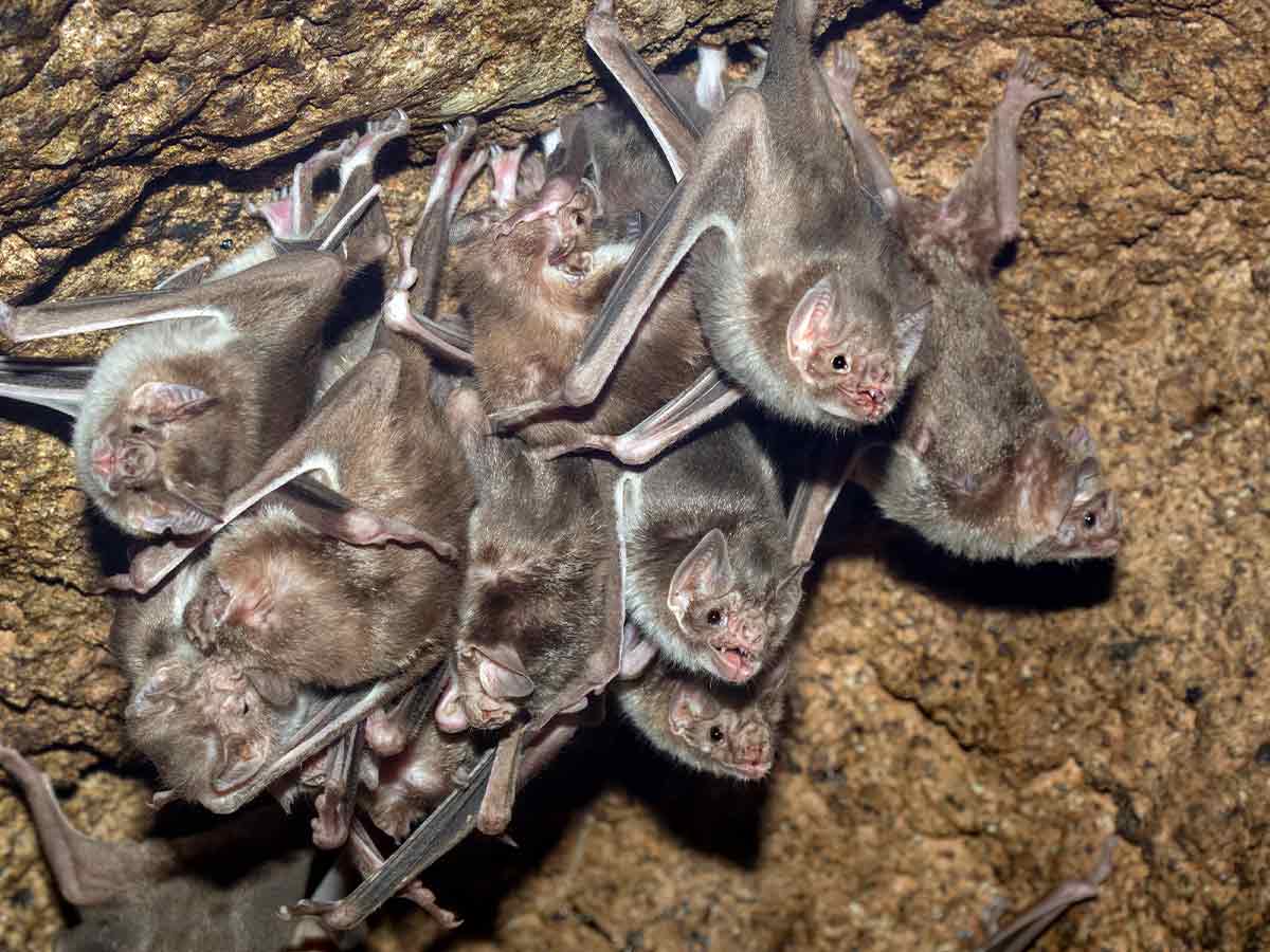 6. Bat Watch at the Selman Bat Cave