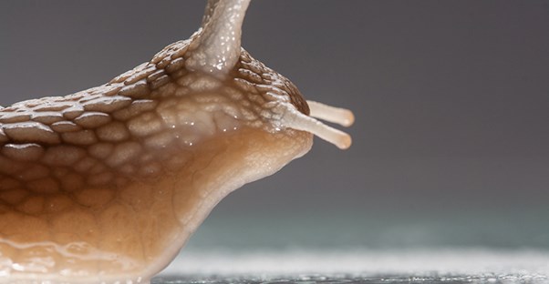 A gross ingredient in beauty products