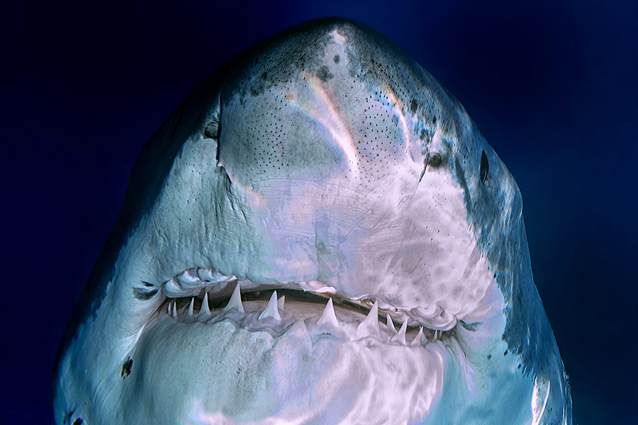 6. Squalene (Shark Liver Oil)