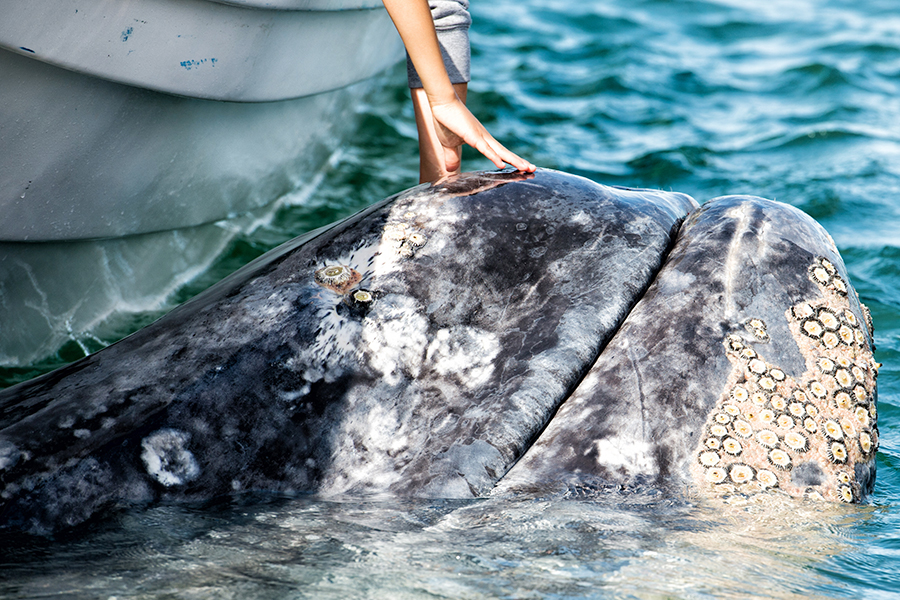2. Ambergris (Whale Vomit)