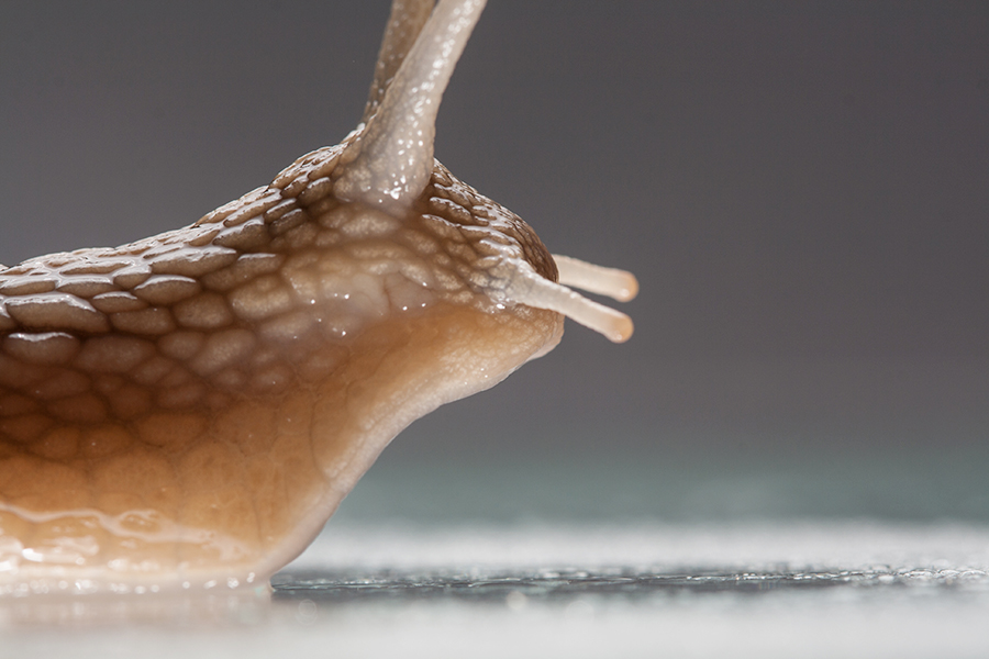 1. Snail Secretion (Slime)