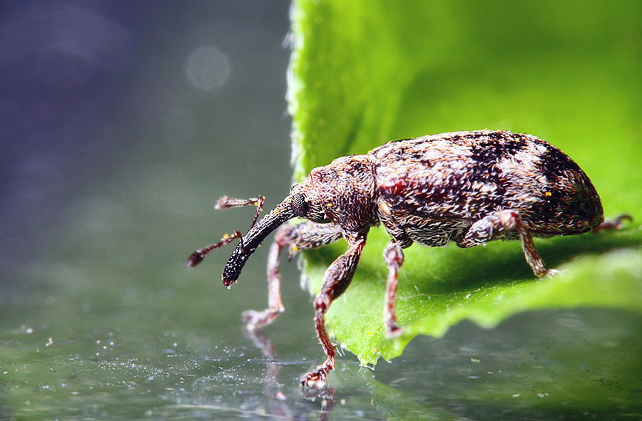 3. Carmine (Crushed Beetles)