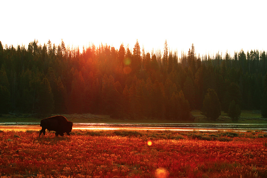 3. Yellowstone National Park