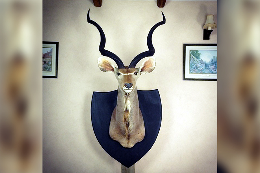 9. Taxidermy