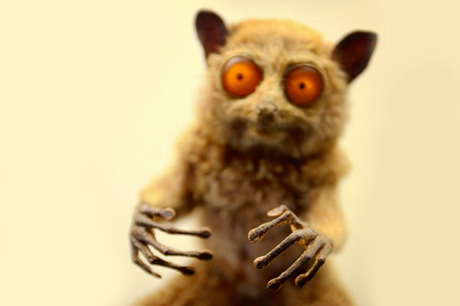 9. Terrifying Tarsier