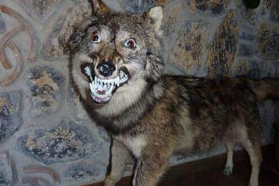 3. Cocaine Wolf