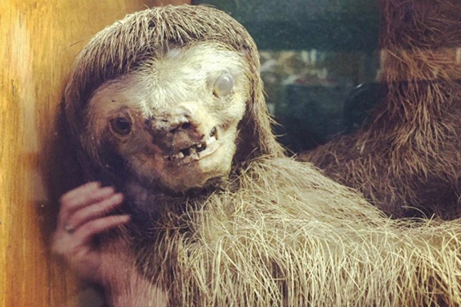 4. Meth Sloth