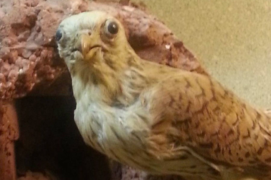 8. Surprised Hawk
