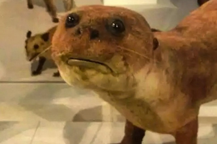 6. Sad Platypus