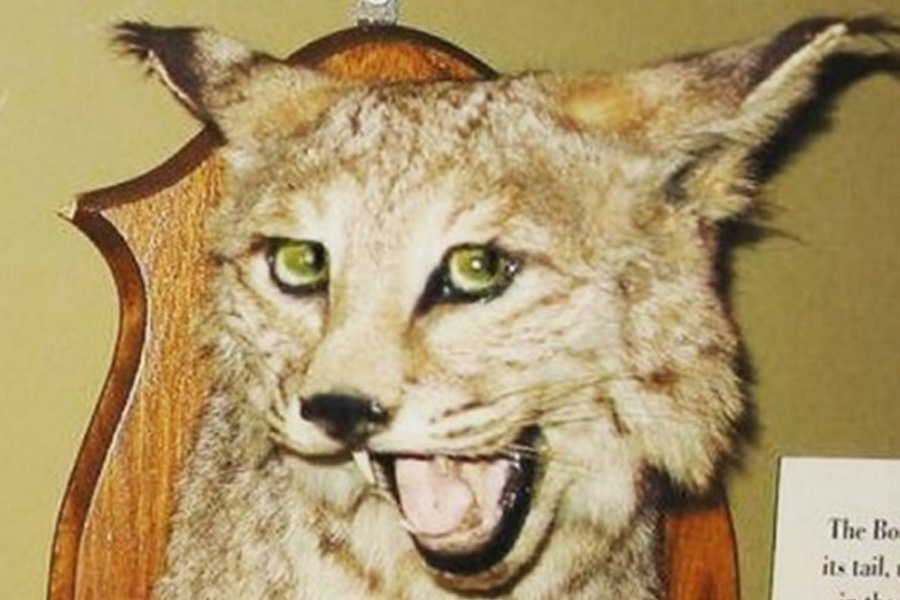 10. Punny Bobcat